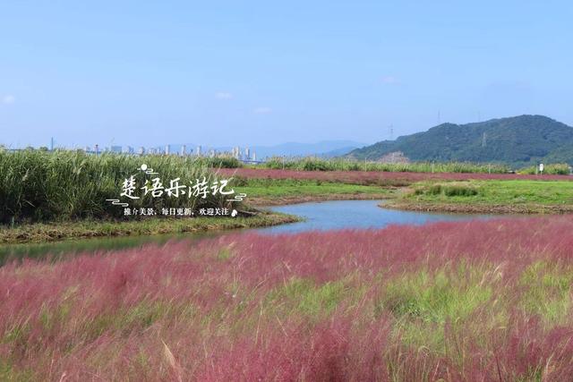 浙江宁波的港湾粉黛花海，山海风情很浓但游客不多，其实相当美丽