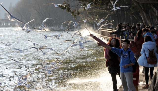 观鸥季启幕 “鸥”经济升温