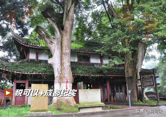 走进崇州大明寺，被两棵1500岁的楠树震撼到了！