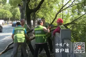 强降雨致树枝折断，十堰园林绿化部门及时清理图片