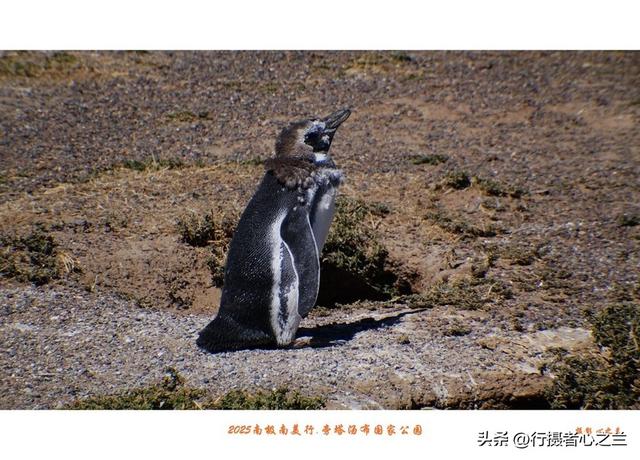 南极南美三国行游影记（77）—阿根廷旁塔汤布国家公园（四）