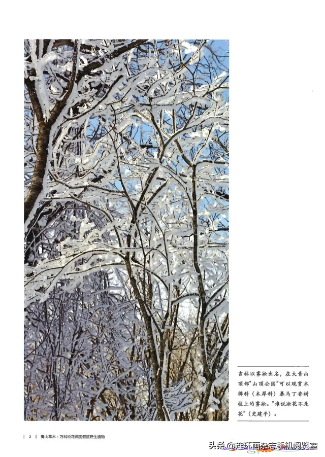 《青山草木》页选03