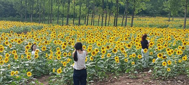 鸭凫峪鹿走沟向日葵🌻花海惊艳亮相！