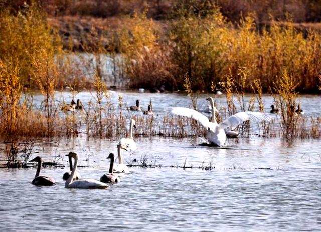 黑河湿地美景喜迎越冬“贵客”陆续抵达