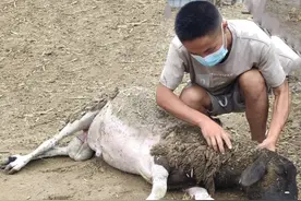 苦恼给羊驱虫不彻底？我总结了完善的驱虫方法，以后轻松给羊驱虫图片