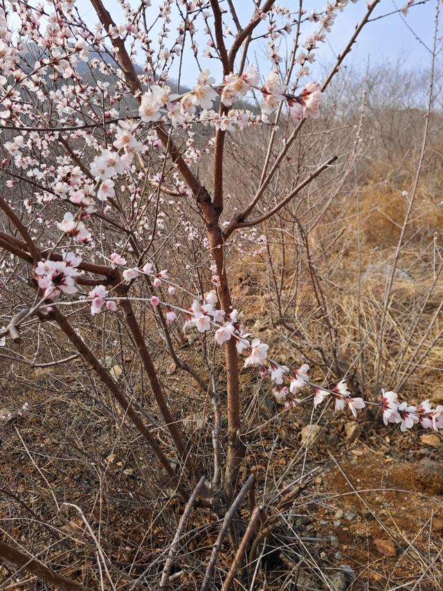 马年第一登啦！——元氏：桃花沟黑水河村赏桃花啦！
