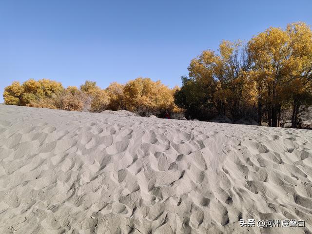额济纳旗胡杨林