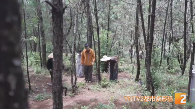 慕名而来！干巴菌、白牛肝等，上山满载而归，这一桌菌子宴馋哭了！