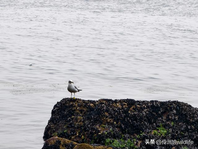大连海之韵公园·棒槌岛