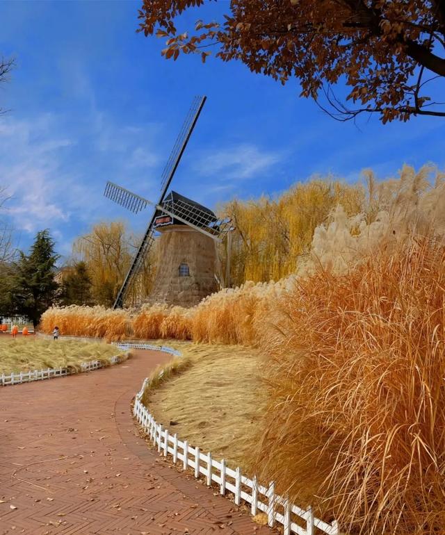 芦花飞雪！比人高+多机位！青岛氛围感芦苇荡初冬打卡地
