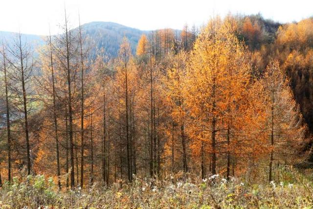 兰仓秋，染山河。