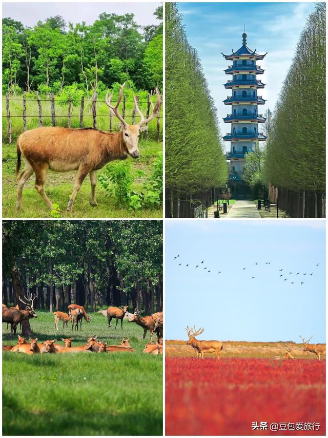 盐城四日深度游攻略：探秘湿地仙境，穿越千年盐渎