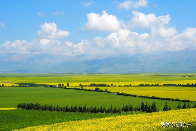青海门源万亩油菜花海：登上四个观景点，各有风情入画来！