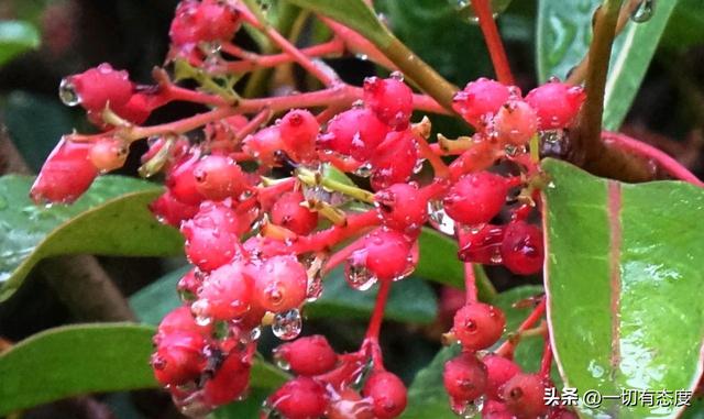 秋雨藏玄机！珊瑚果坠雨珠，把时光掰成慢镜头，谁看了不心动？