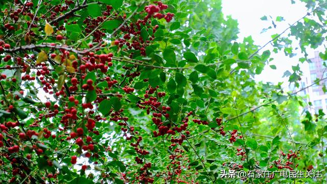 秋色烂漫，果趣正浓民防公园的“秋日小精灵”上线啦