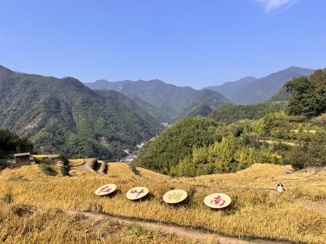 “红叶指南”迎来醉美秋色！杭州坐公交赏秋这么走