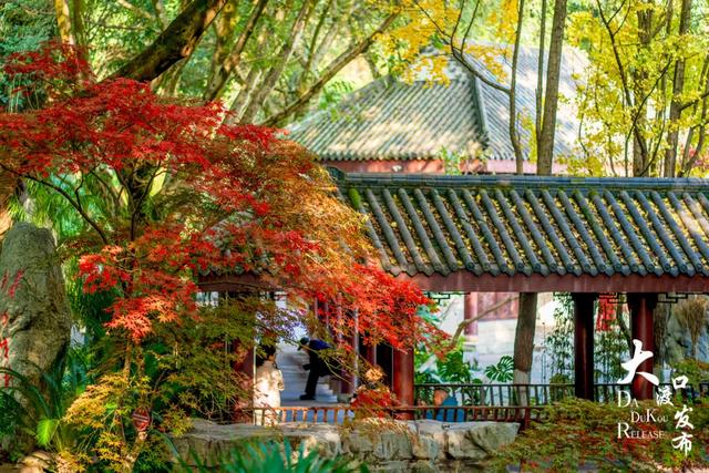 大渡口冬日“顶流”红了