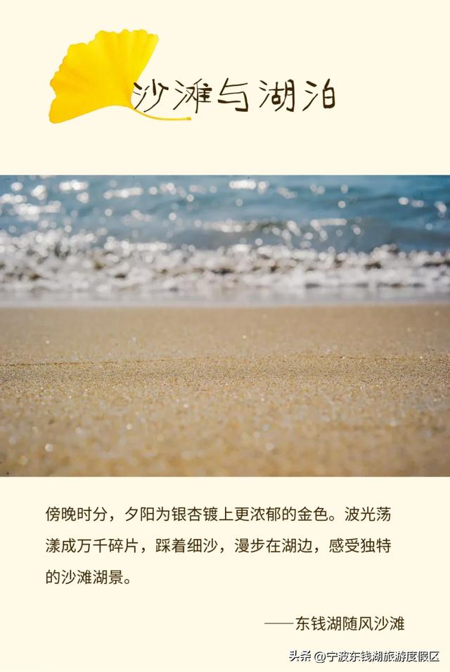 一场迟到的银杏雨，给钱湖南路染上了秋天的颜色~