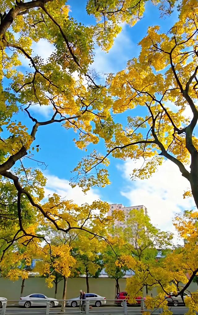 昆明市区最美拍摄地！大观路拱桥滇朴，把浪漫拍成电影帧