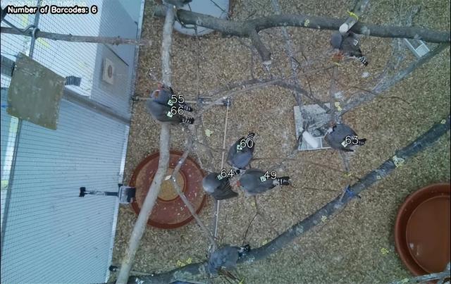 颠覆认知！10厘米小鸟竟有三层朋友圈	，社交逻辑和人类神同步？