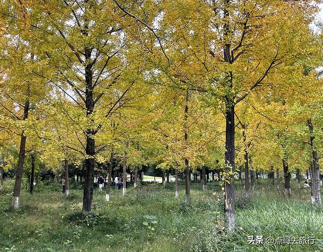 成都市区最大银杏林，金黄如海超壮观，不要门票，地铁公交直达！
