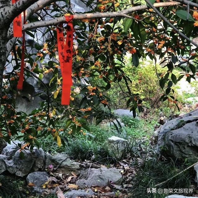 镇江的秋日才是真绝色，三山染彩、古街流韵，连空气都带醋香