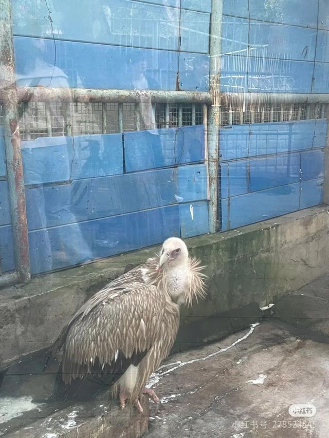 美疯了！高铁直达“四川小三亚”，花海开爆！草莓按盆吃，烧烤香迷糊！