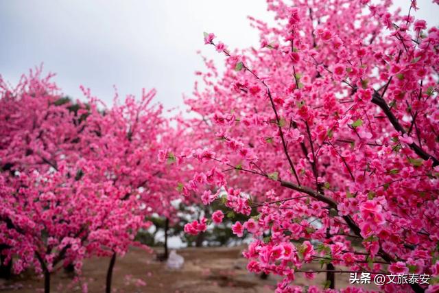 元旦游新甫，追光迎新福！终于能和好友一起撒欢看日出啦~