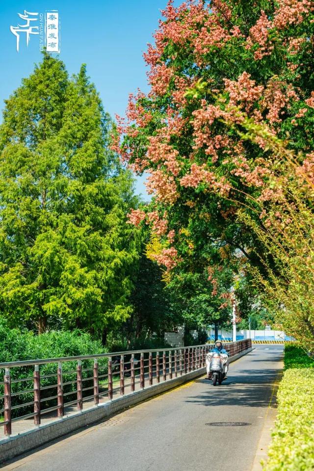 花样秦淮｜栾花绽放金秋至