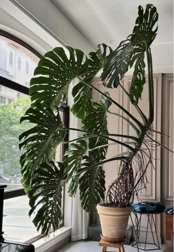 河北一户人家，因“龟背竹客厅”而走红，真壮观，妥妥的视觉盛宴