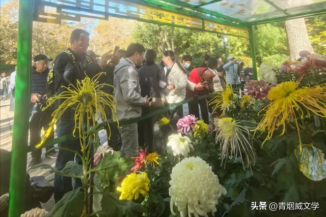 趵突菊韵 锦绣泉城