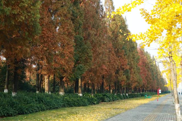 郫都水杉红了！抱着手机猛拍，被这限定美景狠狠惊艳