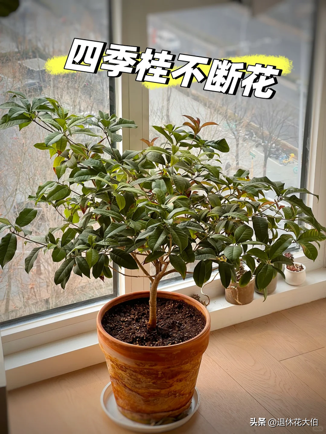 男子晒“8千棵巨大桂花树，震撼爆花”火了，网友：我要香迷糊了