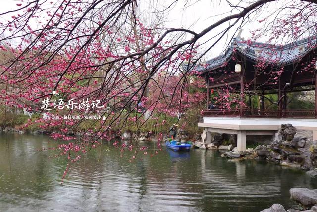 除了月湖公园的梅花，宁波城区这几处赏梅地也很美，交通相当方便