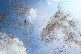 九三阅兵结束后的“小意外”！信鸽走失几十只，北京网友开启偶遇图片