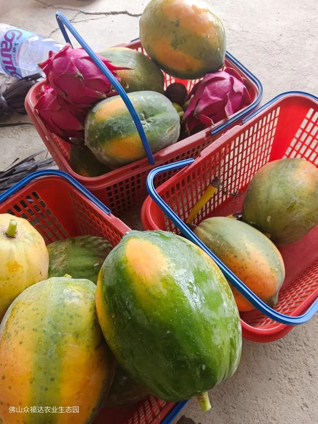 嘉宝果、小番茄、番石榴……到明城，采摘走起！