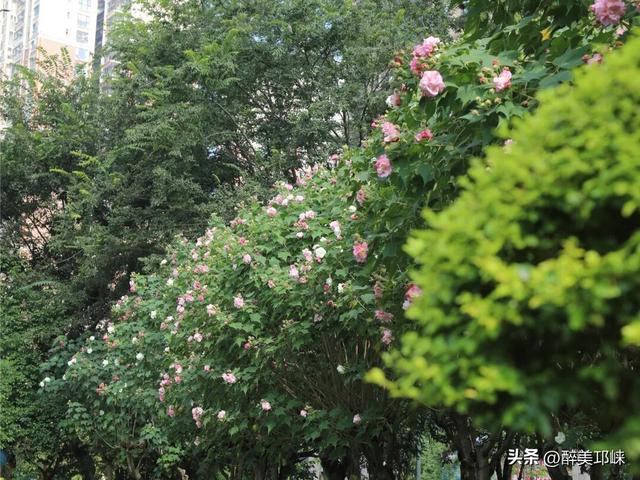 聆听邛崃丨一城芙蓉色，“醉美”是邛崃