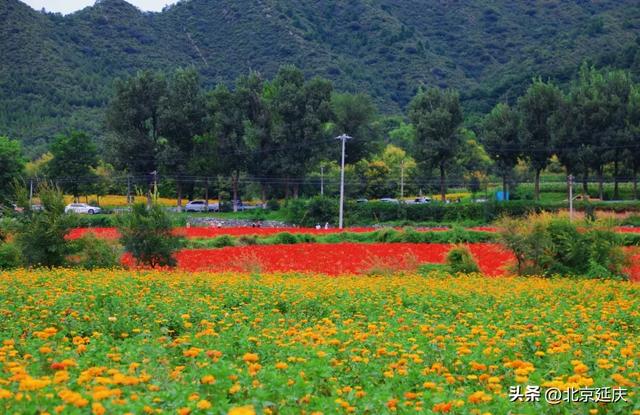 延庆“莫奈花园”!包出片——