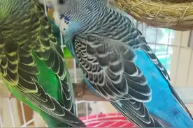 养鹦鹉后才明白的10件小事：你以为的常识都是错的图片