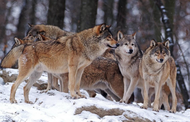 中阿边境村，镇守4000米瓦罕走廊入口，村中小卖部日营业额达千元