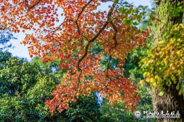 给个准信！盼了又盼的秋日“顶流”全部上线