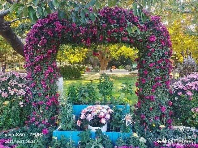 菊绽秋阳里，暗香绕中山｜申艳娟