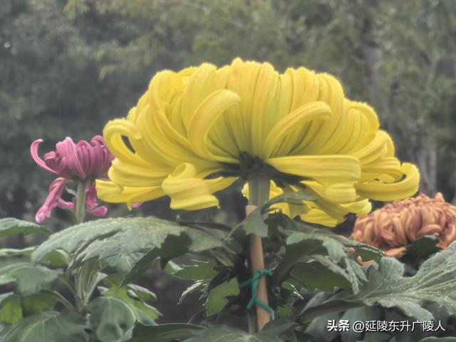 武进新天地公园菊花展 乡村田园风 今年又不同