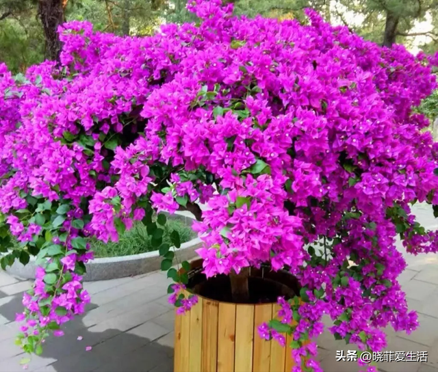 昆明一户人家门口，开出了5层楼的“花瀑”，太美，太壮观了~