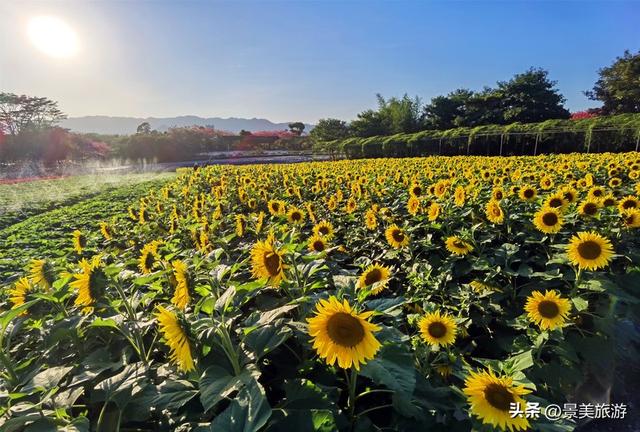 佛山市民国庆出游不用出家门，三水这个花主题景区将游客拉回春天