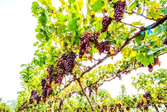 明日七月七，2不吃，做3事，忌1样，老辈传下的“老讲究”别丢了