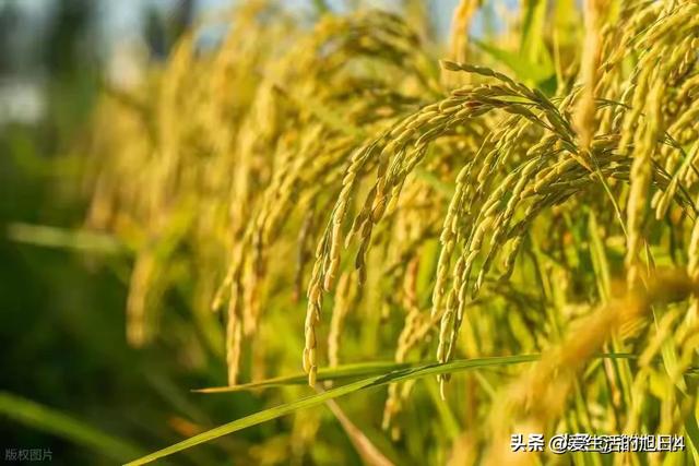 今日“处暑”，老人说最怕“处暑一日雨”，处暑下雨啥预兆？