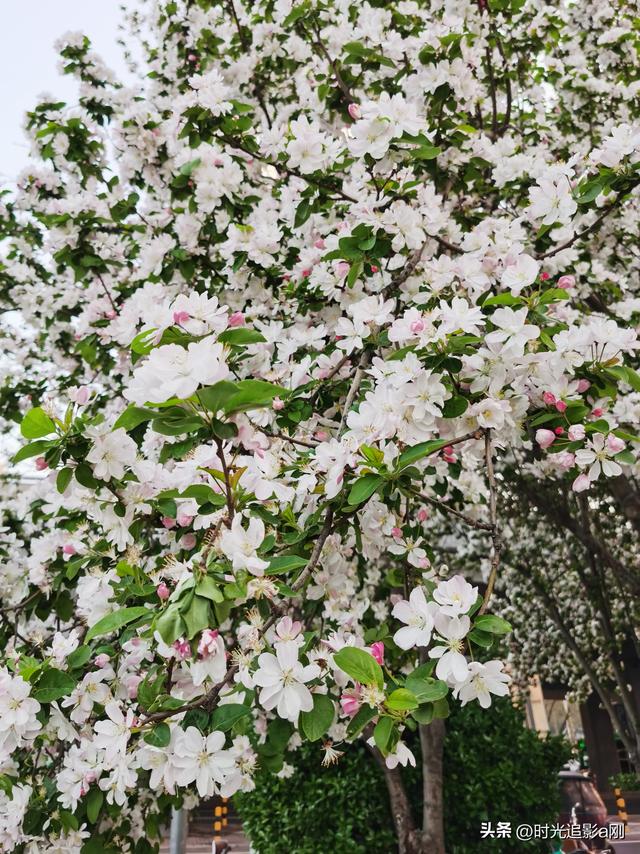 风送海棠香，春满石家庄