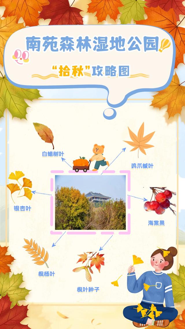 “丰”富的生物 | 秋天，请降临在我手心🍁