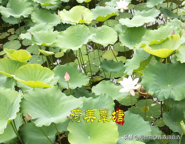 广西人文：大成国记忆十九——贵港唯一一个称“帝”的人，黄鼎凤